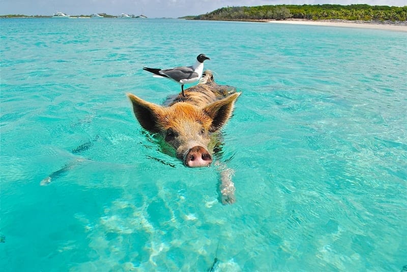 White and Gray Bird on the Bag of Brown and Black Pig Swimming on the Beach during Daytime, Exumas, the Bahamas